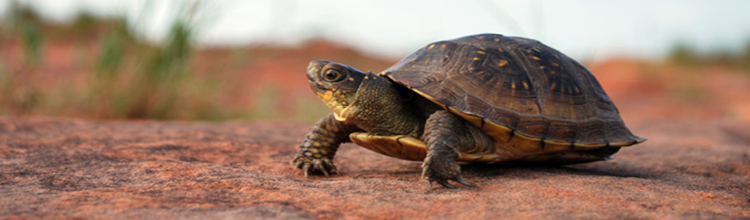 tortoise_750x220